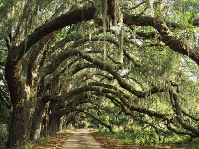 maria-stenzel-ancient-live-oak-trees-in-georgia